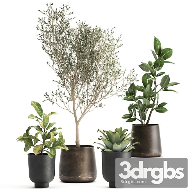 A collection of plants in rusty metal pots with a small olive tree, ficus, croton. set 982. - thumbnail 1