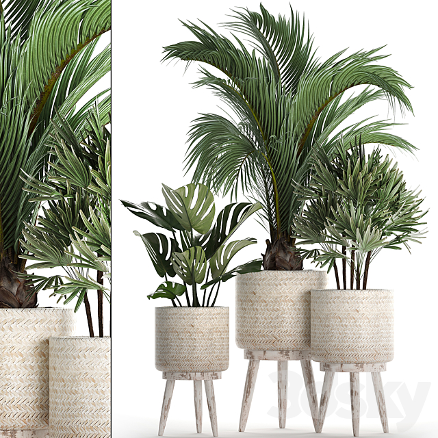 A collection of plants in white modern baskets with Rhapis. monstera. a small lush palm tree. Set 427. 3DSMax File - thumbnail 1