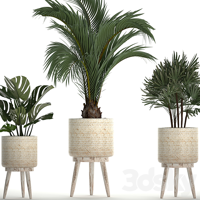 A collection of plants in white modern baskets with Rhapis. monstera. a small lush palm tree. Set 427. 3DSMax File - thumbnail 2