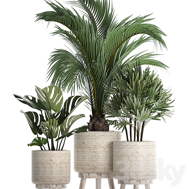 A collection of plants in white modern baskets with Rhapis. monstera. a small lush palm tree. Set 427. 3DSMax File - thumbnail 3