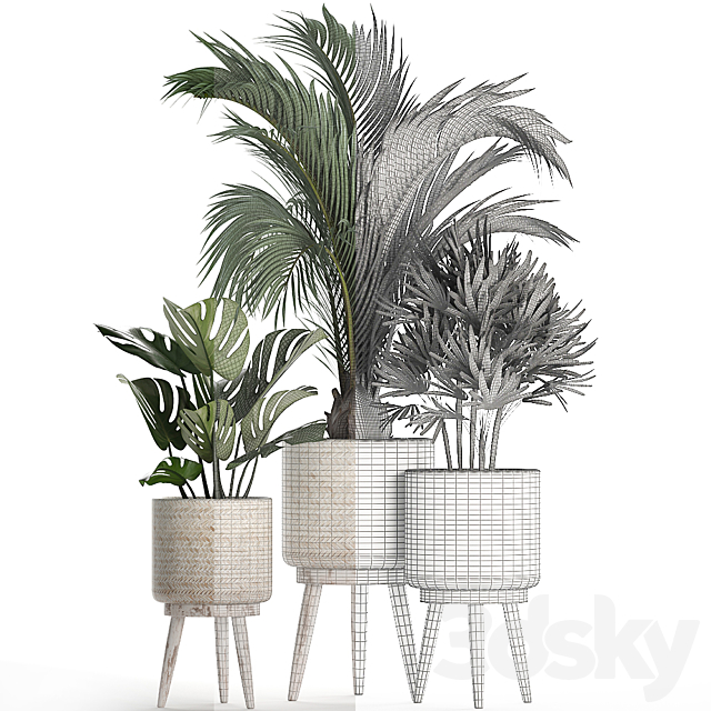 A collection of plants in white modern baskets with Rhapis. monstera. a small lush palm tree. Set 427. 3DSMax File - thumbnail 4