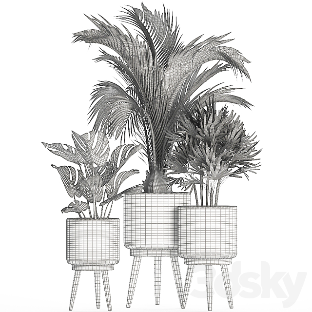 A collection of plants in white modern baskets with Rhapis. monstera. a small lush palm tree. Set 427. 3DSMax File - thumbnail 5