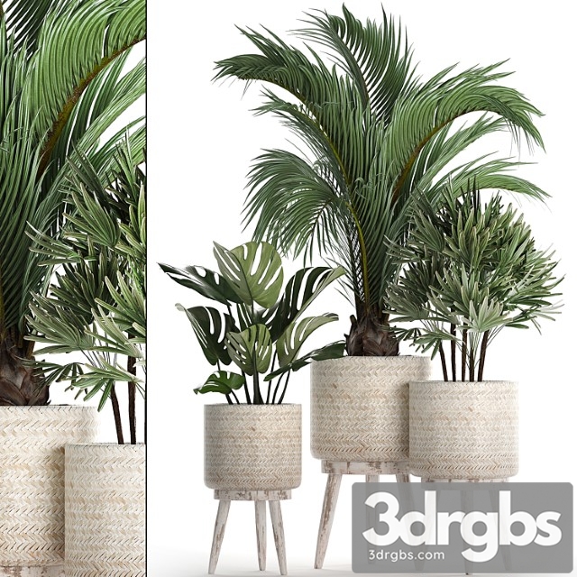 A collection of plants in white modern baskets with rhapis, monstera, a small lush palm tree. set 427. - thumbnail 1