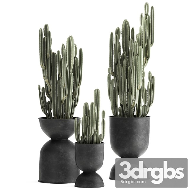 A collection of plants of beautiful cacti in black metal pots with cereus. set 898. - thumbnail 1