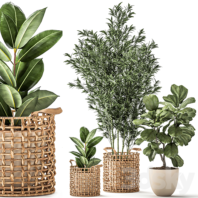 A collection of plants with a wicker rattan basket with bamboo bush pot flowerpot Ficus Lirata elastic. 1112. 3ds Max - thumbnail 1