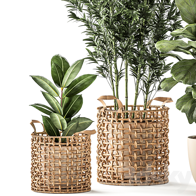 A collection of plants with a wicker rattan basket with bamboo bush pot flowerpot Ficus Lirata elastic. 1112. 3ds Max - thumbnail 2