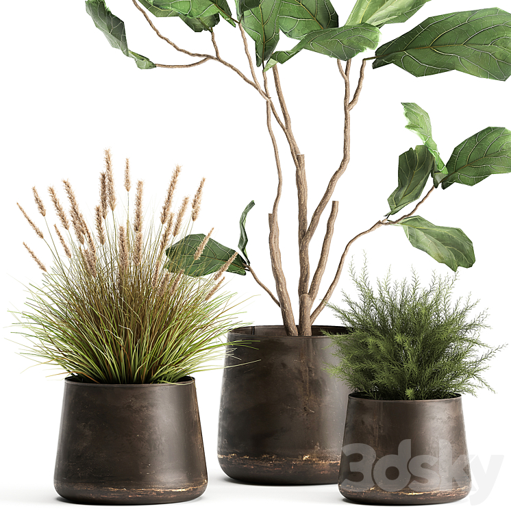 A collection of potted plants with a small Ficus lyrata tree with large leaves. Set 971. 3DS Max - thumbnail 2