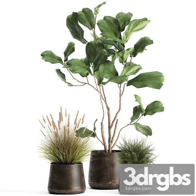 A collection of potted plants with a small ficus lyrata tree with large leaves. set 971. - thumbnail 1