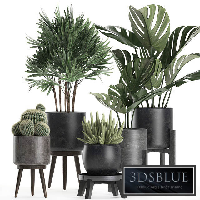 A collection of small beautiful plants in black pots on legs with Monstera Rapeseed palm cactus. Set 662. 3DS Max - thumbnail 3