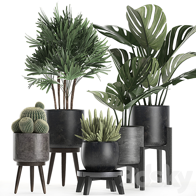 A collection of small beautiful plants in black pots on legs with Monstera. Rapeseed. palm. cactus. Set 662. 3DSMax File - thumbnail 1