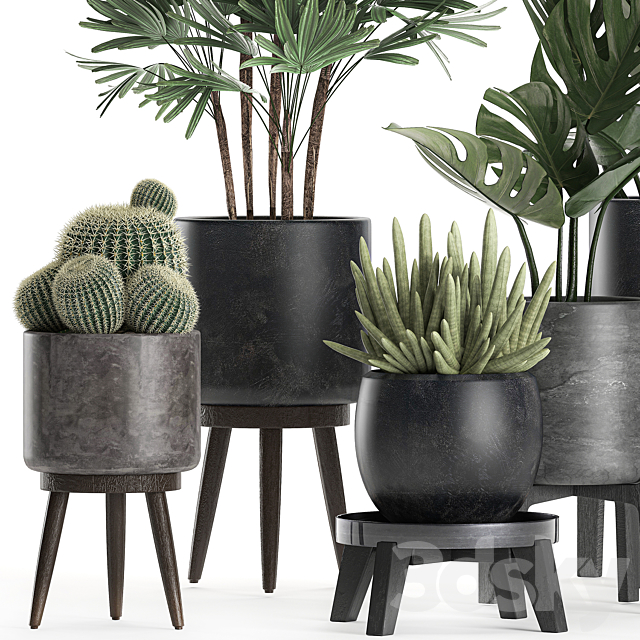 A collection of small beautiful plants in black pots on legs with Monstera. Rapeseed. palm. cactus. Set 662. 3DSMax File - thumbnail 2