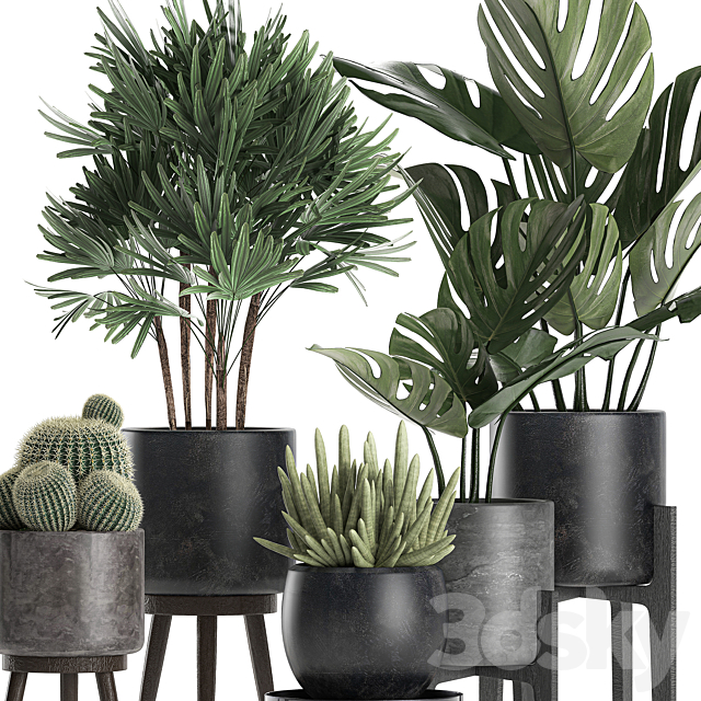 A collection of small beautiful plants in black pots on legs with Monstera. Rapeseed. palm. cactus. Set 662. 3DSMax File - thumbnail 3