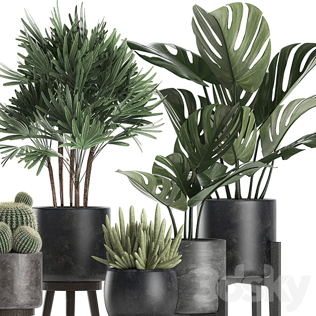 A collection of small beautiful plants in black pots on legs with Monstera. Rapeseed. palm. cactus. Set 662. 3DSMax File - thumbnail 4