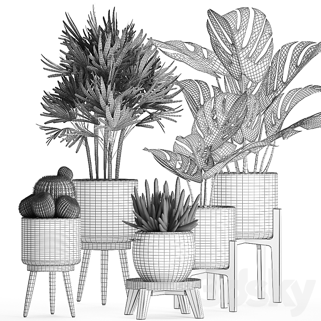 A collection of small beautiful plants in black pots on legs with Monstera. Rapeseed. palm. cactus. Set 662. 3DSMax File - thumbnail 5