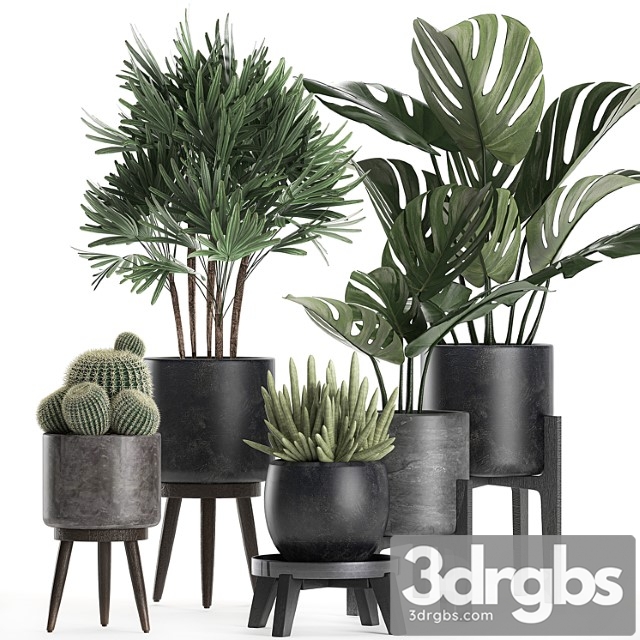 A collection of small beautiful plants in black pots on legs with monstera, rapeseed, palm, cactus. set 662. - thumbnail 1