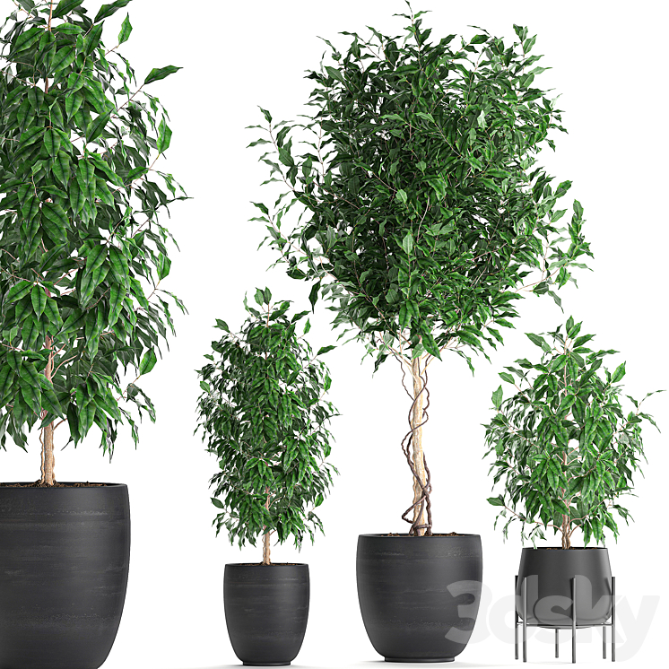 A collection of small beautiful trees in black pots with Ficus Benjamin. Set 553. 3DS Max - thumbnail 1