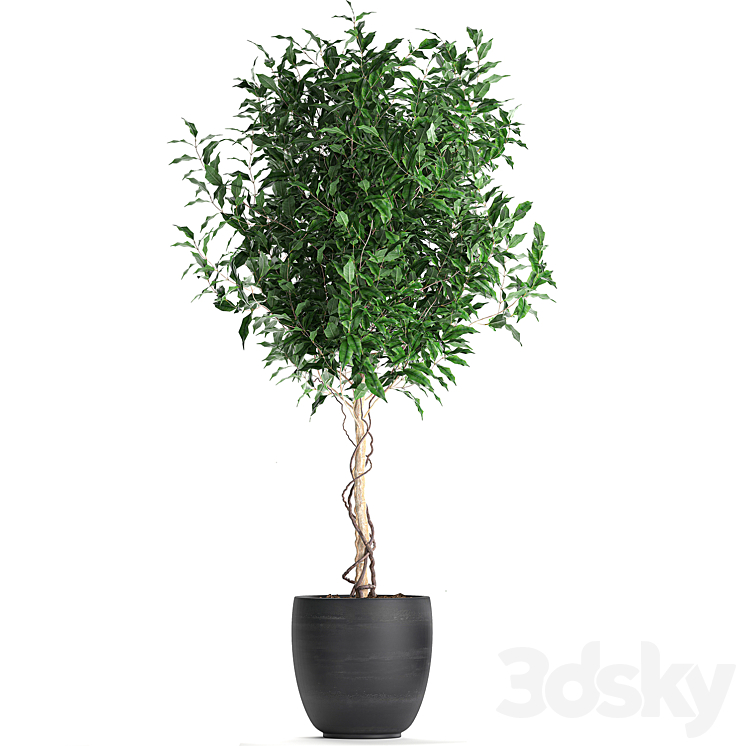 A collection of small beautiful trees in black pots with Ficus Benjamin. Set 553. 3DS Max - thumbnail 2