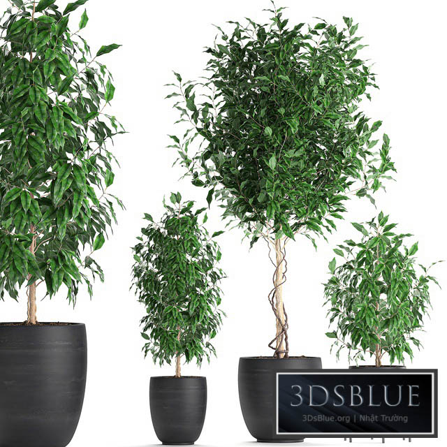 A collection of small beautiful trees in black pots with Ficus Benjamin. Set 553. 3DS Max - thumbnail 3