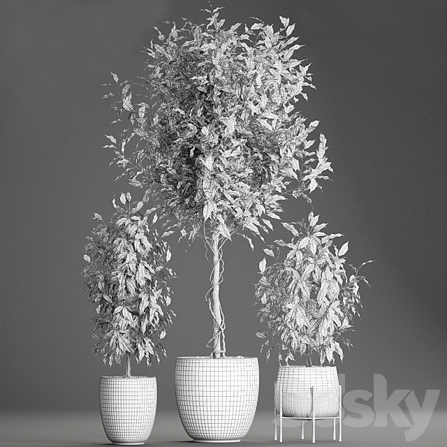 A collection of small beautiful trees in black pots with Ficus Benjamin. Set 553. 3DS Max Model - thumbnail 3