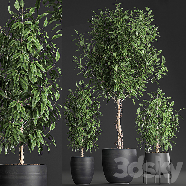 A collection of small beautiful trees in black pots with Ficus Benjamin. Set 553. 3DS Max Model - thumbnail 4