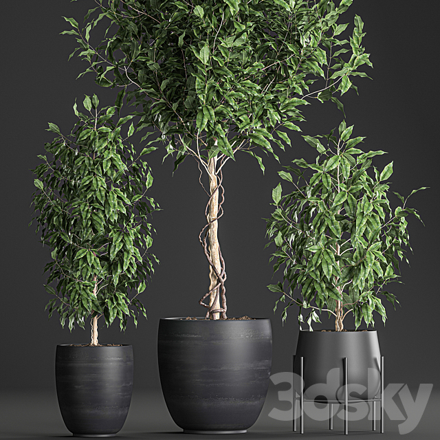 A collection of small beautiful trees in black pots with Ficus Benjamin. Set 553. 3DS Max Model - thumbnail 5