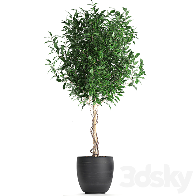 A collection of small beautiful trees in black pots with Ficus Benjamin. Set 553. 3DSMax File - thumbnail 2