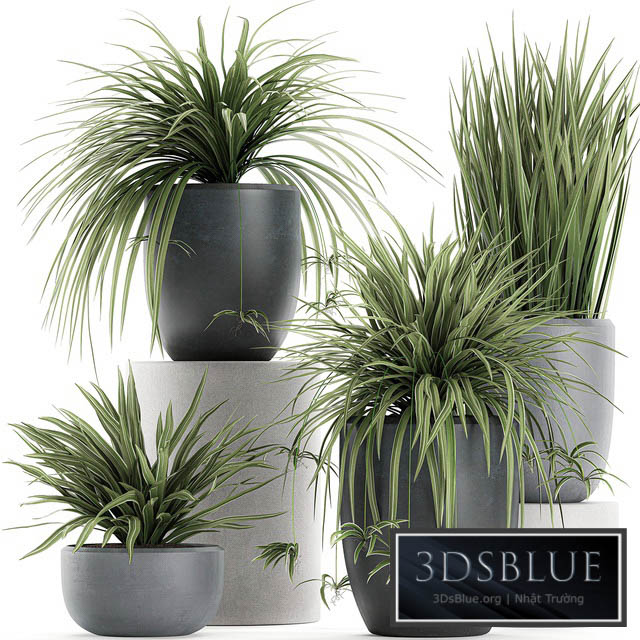 A collection of small bushes of indoor plants in black pots with Chlorophytum. Set 625. 3DS Max - thumbnail 3