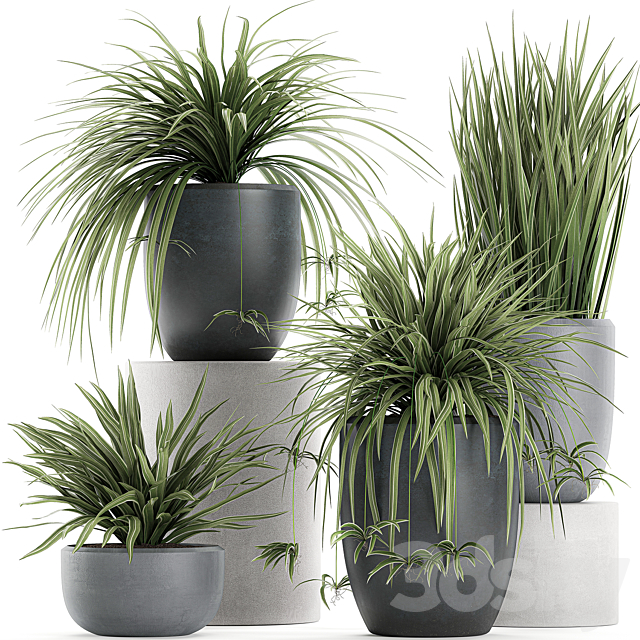 A collection of small bushes of indoor plants in black pots with Chlorophytum. Set 625. 3DSMax File - thumbnail 1