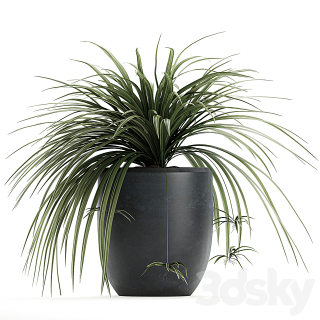 A collection of small bushes of indoor plants in black pots with Chlorophytum. Set 625. 3DSMax File - thumbnail 2