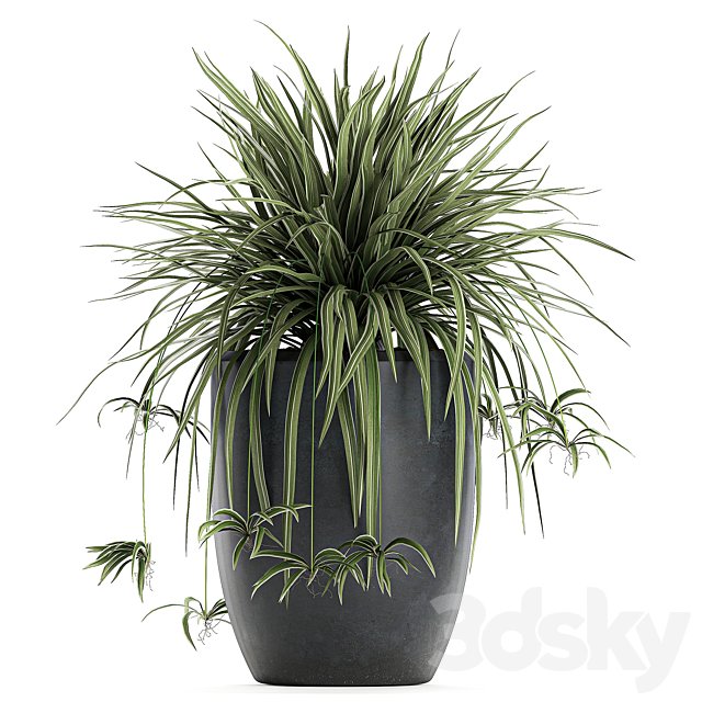 A collection of small bushes of indoor plants in black pots with Chlorophytum. Set 625. 3DSMax File - thumbnail 3