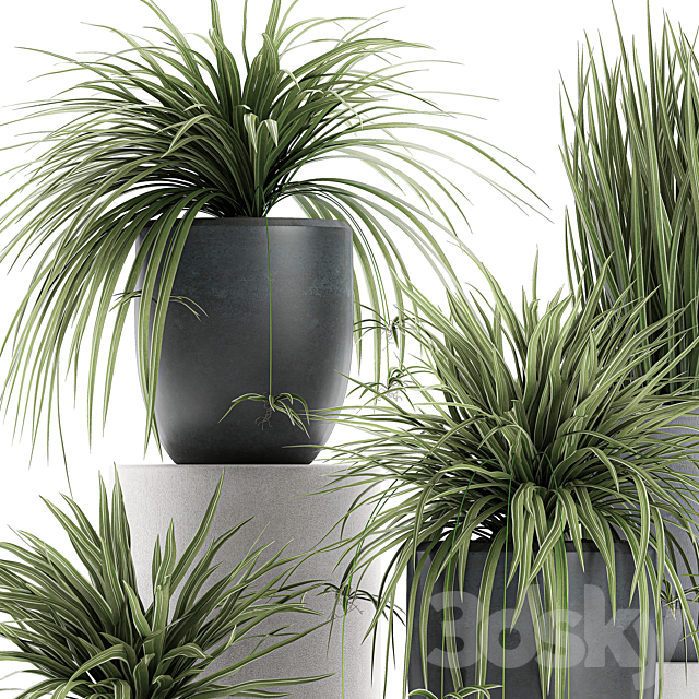 A collection of small bushes of indoor plants in black pots with Chlorophytum. Set 625. 3DSMax File - thumbnail 4