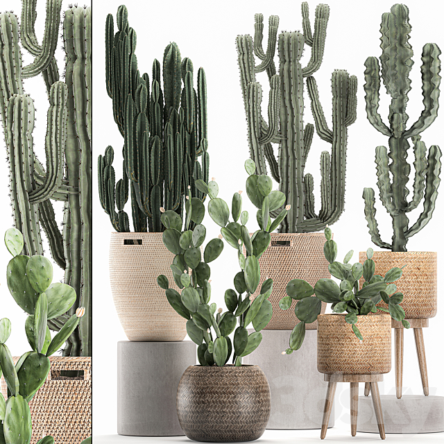 A collection of small cacti in beautiful woven rattan baskets with Prickly pear. Carnegie. Cereus. desert plants. Set 617. 3DSMax File - thumbnail 1