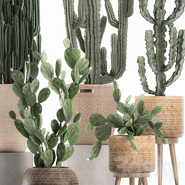 A collection of small cacti in beautiful woven rattan baskets with Prickly pear. Carnegie. Cereus. desert plants. Set 617. 3DSMax File - thumbnail 2