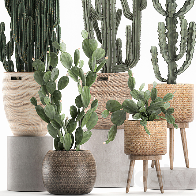 A collection of small cacti in beautiful woven rattan baskets with Prickly pear. Carnegie. Cereus. desert plants. Set 617. 3DSMax File - thumbnail 3