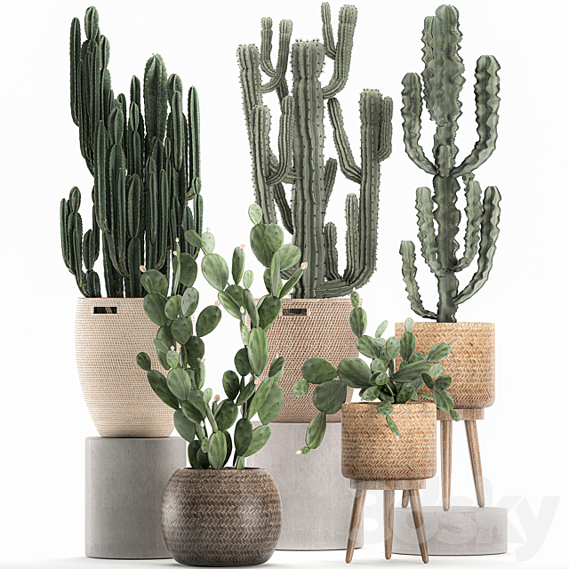 A collection of small cacti in beautiful woven rattan baskets with Prickly pear. Carnegie. Cereus. desert plants. Set 617. 3DSMax File - thumbnail 4