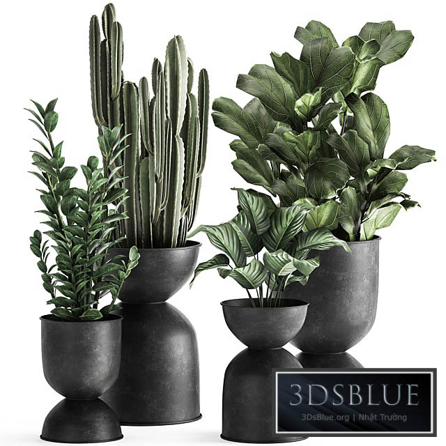 A collection of small exotic flowers in black metal pots Zamiokulkas cactus ficus. Set 887. 3DS Max - thumbnail 3