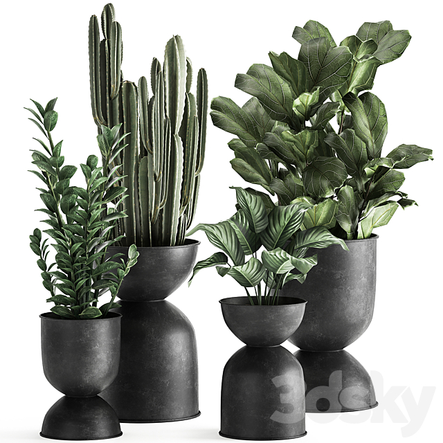 A collection of small exotic flowers in black metal pots Zamiokulkas. cactus. ficus. Set 887. 3DSMax File - thumbnail 1