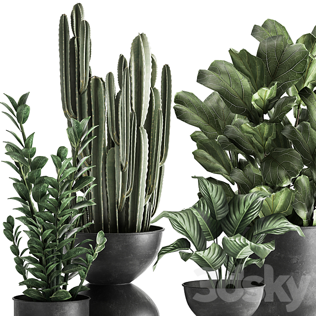 A collection of small exotic flowers in black metal pots Zamiokulkas. cactus. ficus. Set 887. 3DSMax File - thumbnail 3