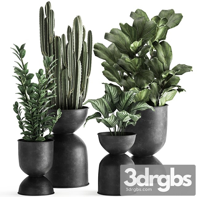 A collection of small exotic flowers in black metal pots zamiokulkas, cactus, ficus. set 887. - thumbnail 1