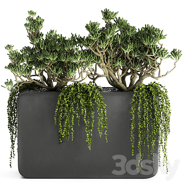 A collection of small exotic hanging succulents plants in black pots with a fat woman Crassula. Set 811. 3DS Max Model - thumbnail 2