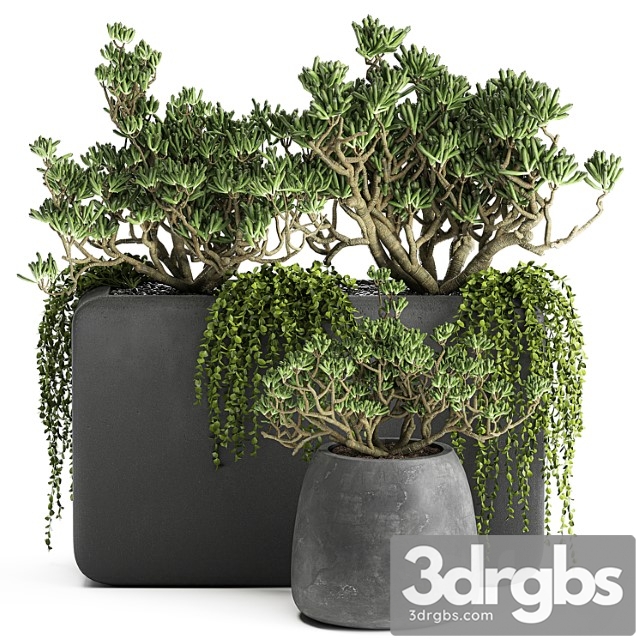 A collection of small exotic hanging succulents plants in black pots with a fat woman, crassula. set 811. - thumbnail 1