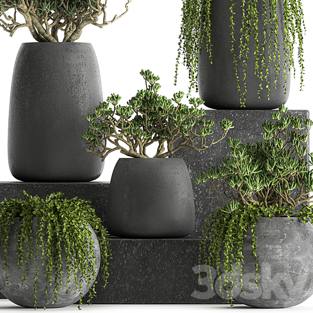 A collection of small exotic hanging succulents plants in black pots with a fat woman Crassula. Set 817. 3DS Max Model - thumbnail 2