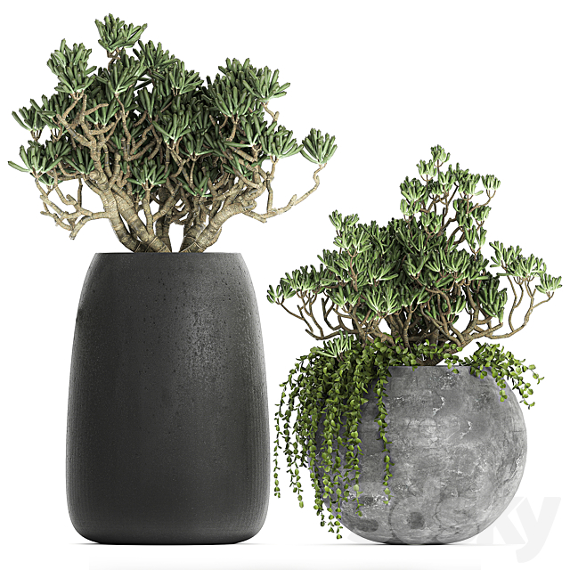 A collection of small exotic hanging succulents plants in black pots with a fat woman Crassula. Set 817. 3DS Max Model - thumbnail 3