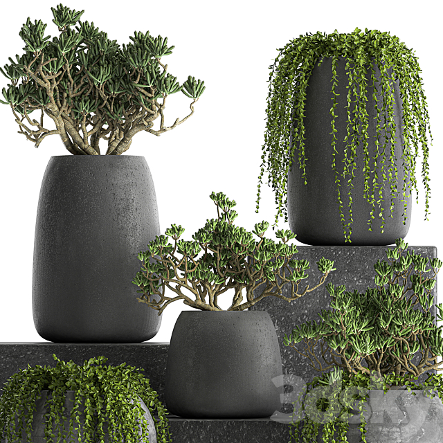 A collection of small exotic hanging succulents plants in black pots with a fat woman Crassula. Set 817. 3DS Max Model - thumbnail 4