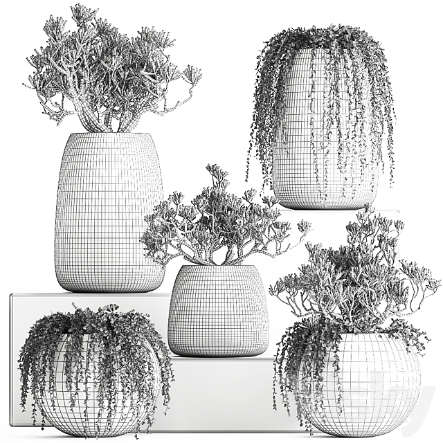 A collection of small exotic hanging succulents plants in black pots with a fat woman Crassula. Set 817. 3DS Max Model - thumbnail 5