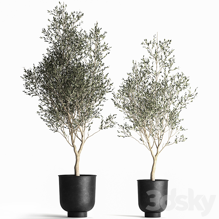 A collection of small Olive trees in a black metal pot and flowerpot. Set 967. 3DS Max Model - thumbnail 3