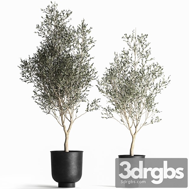 A collection of small olive trees in a black metal pot and flowerpot. set 967. - thumbnail 1