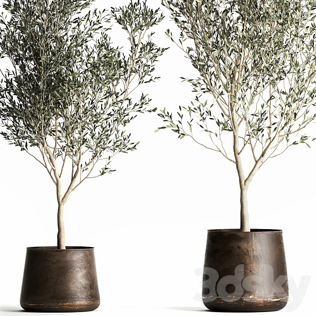 A collection of small Olive trees in a rusty metal pot and flowerpot. Set 968. 3DS Max Model - thumbnail 2