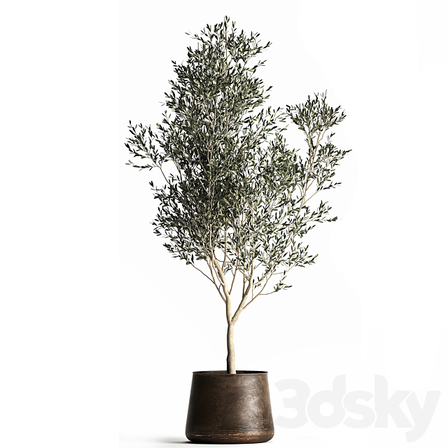 A collection of small Olive trees in a rusty metal pot and flowerpot. Set 968. 3DS Max Model - thumbnail 3