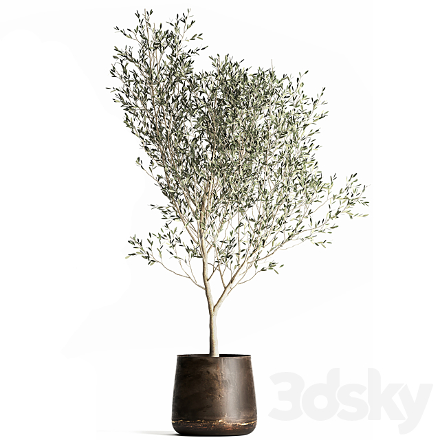 A collection of small Olive trees in a rusty metal pot and flowerpot. Set 968. 3DS Max Model - thumbnail 5